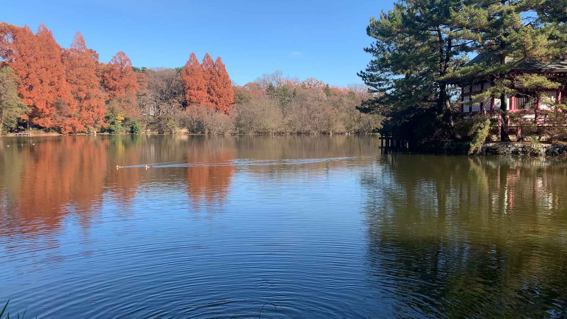 石神井公園 東京都区内に豊かな自然あり 秋の水辺は映えスポット 公園 遊び場 レポ